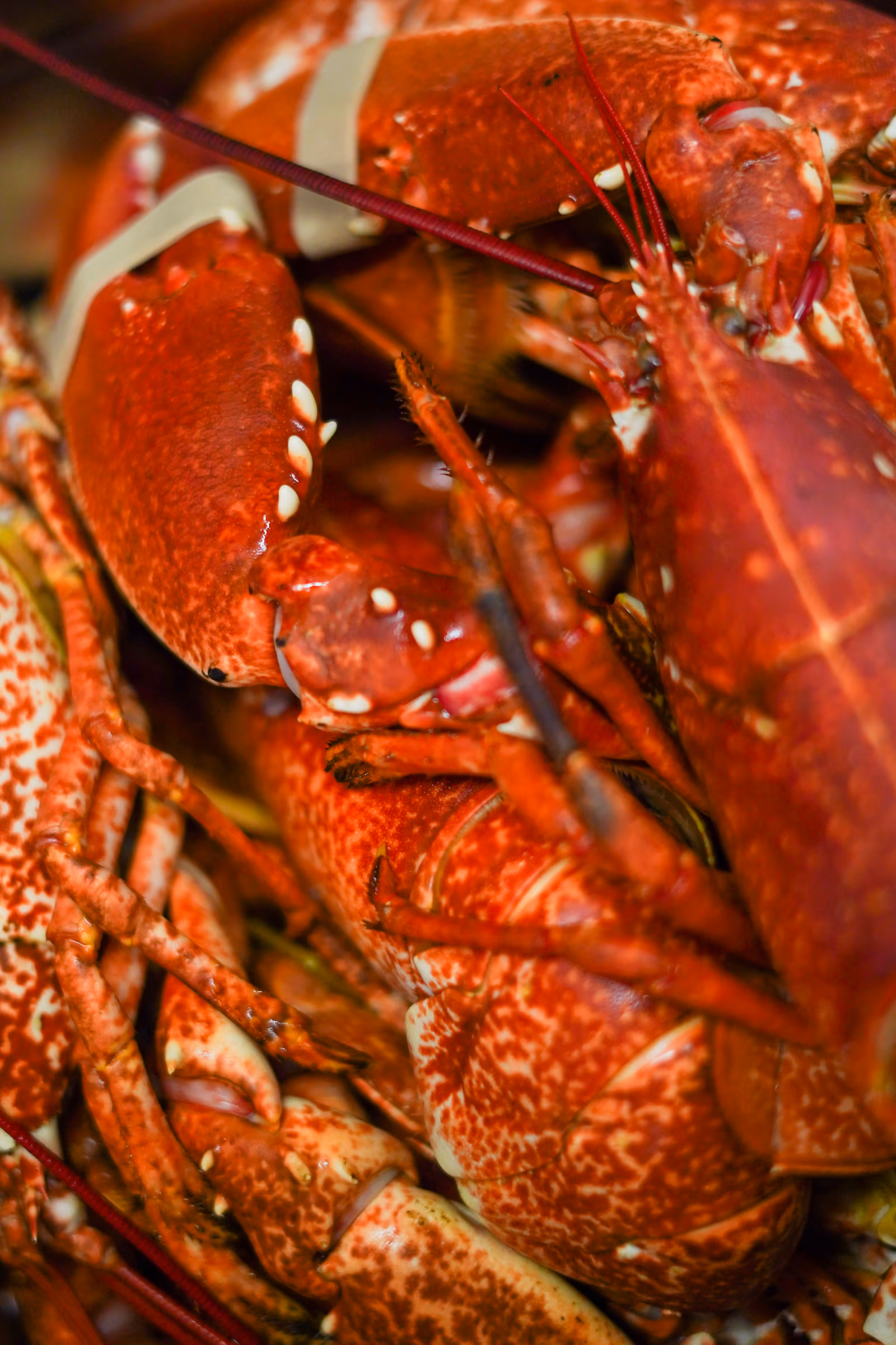 Homard cuisiné méditerranéen